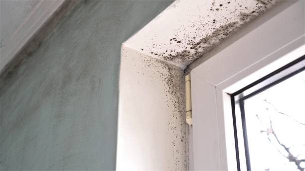 Best Office Mold Removal Services  in Treasure Lake, PA