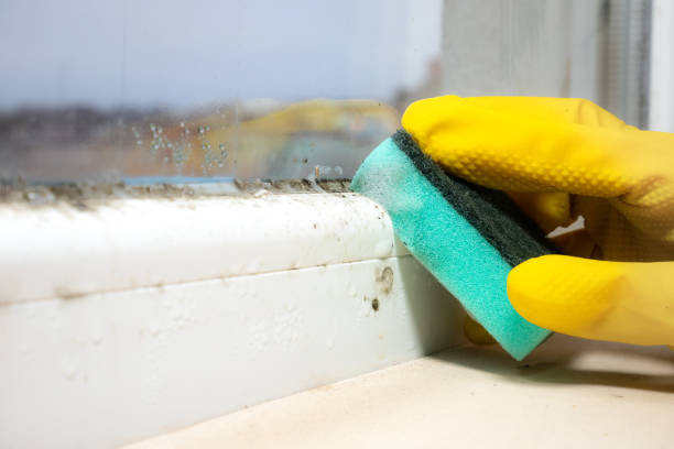 Best Mold Removal Company Near Me  in Treasure Lake, PA