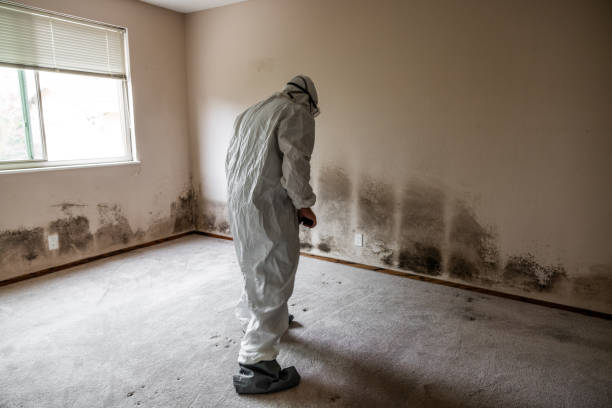 Best Mold Cleaning Services  in Treasure Lake, PA