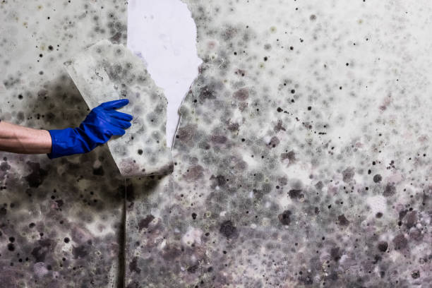 Best Same-Day Mold Removal  in Treasure Lake, PA