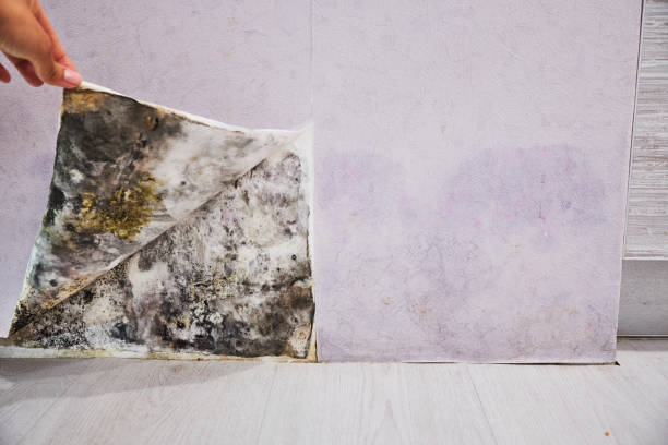 Best Certified Mold Removal  in Treasure Lake, PA